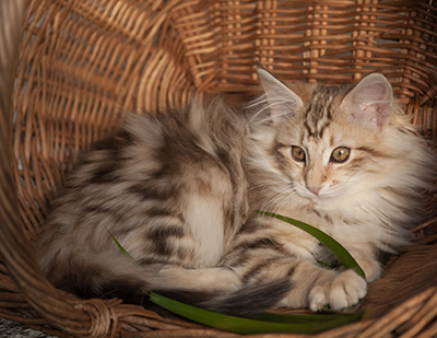 Janeth - 12 weeks old