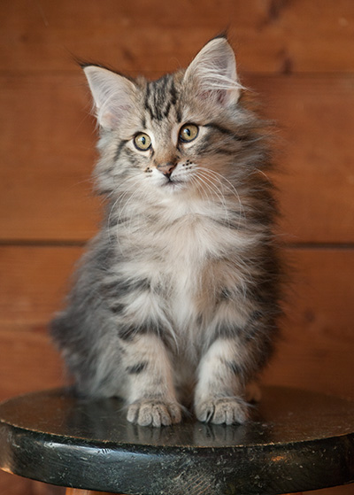 Jeremias - 12 weeks old