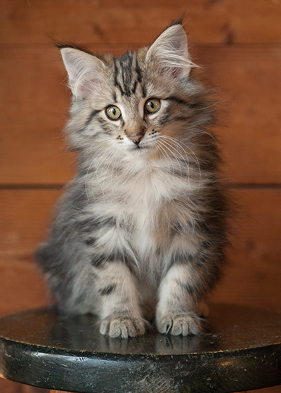 Jeremias - 12 weeks old