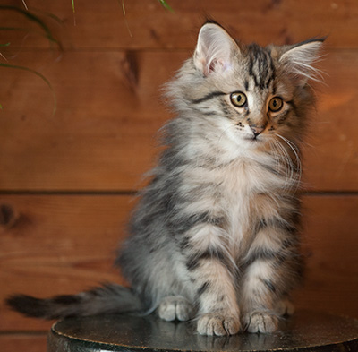 Jeremias - 12 weeks old