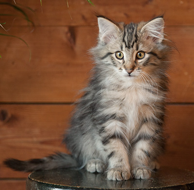 Jeremias - 12 weeks old