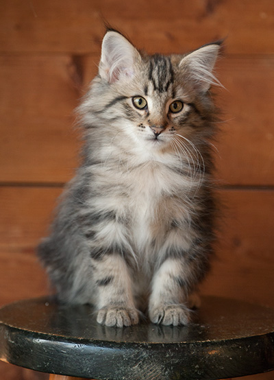 Jeremias - 12 weeks old