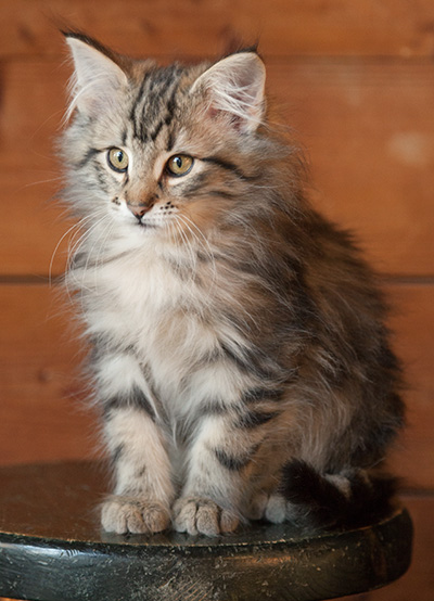 Jeremias - 12 weeks old