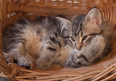 Jeremias - 12 weeks old