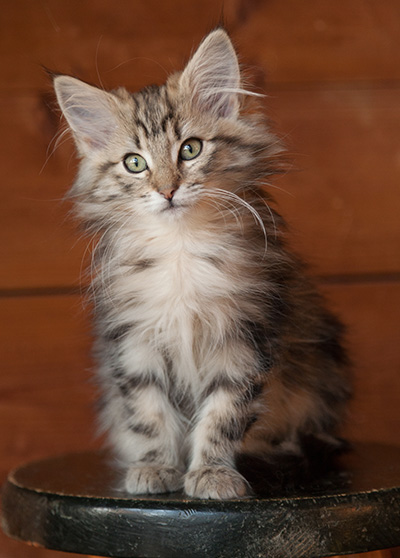 Josefa - 12 weeks old