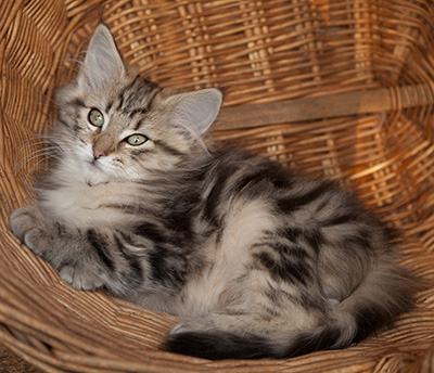Josefa - 12 weeks old