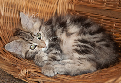 Josefa - 12 weeks old