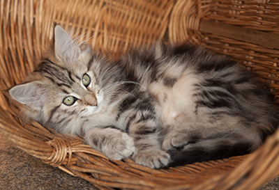 Josefa - 12 weeks old