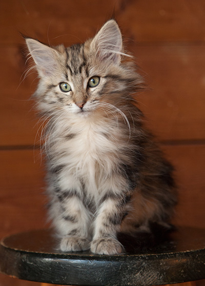 Josefa - 12 weeks old