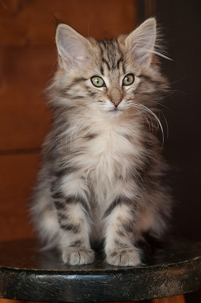 Josefa - 12 weeks old