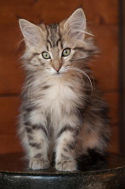 Josefa - 12 weeks old