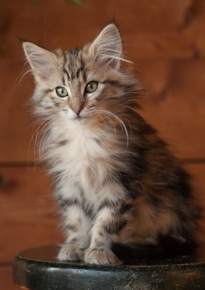 Josefa - 12 weeks old