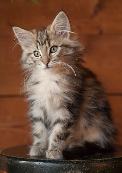 Josefa - 12 weeks old