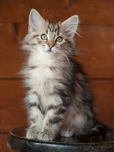 Josefa - 12 weeks old