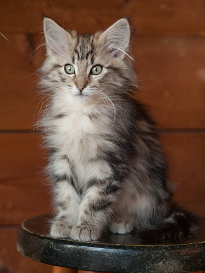Josefa - 12 weeks old