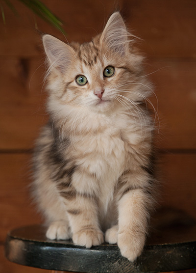 Juliet - 12 weeks old