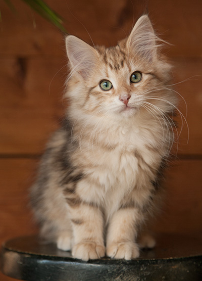 Juliet - 12 weeks old