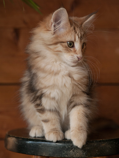 Juliet - 12 weeks old