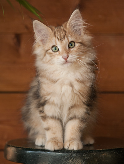Juliet - 12 weeks old