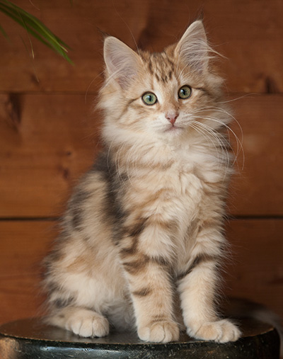 Juliet - 12 weeks old