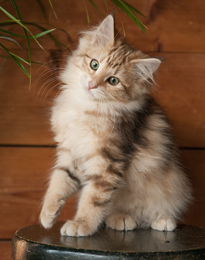 Juliet - 12 weeks old