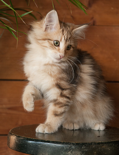 Juliet - 12 weeks old