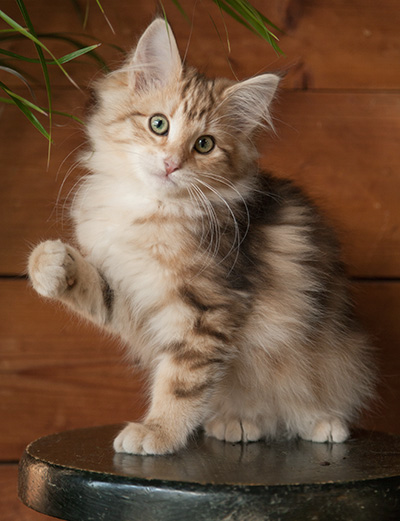 Juliet - 12 weeks old