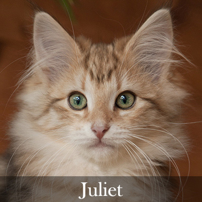 Juliet