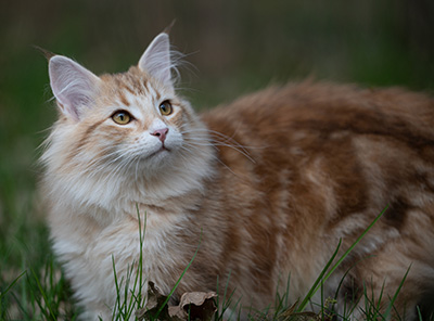 Sigrid - 5 months old