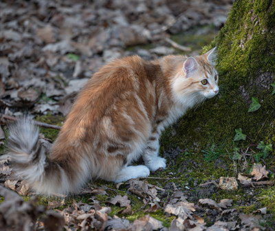 Sigrid - 5 months old