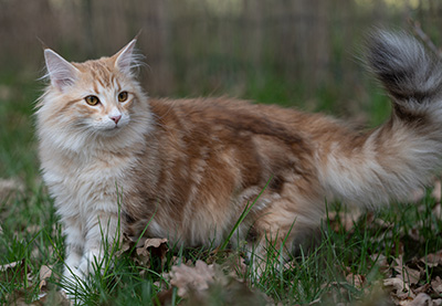 Sigrid - 5 months old