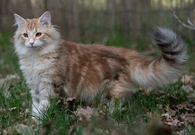 Sigrid - 5 months old
