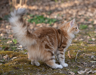 Sigrid - 5 months old
