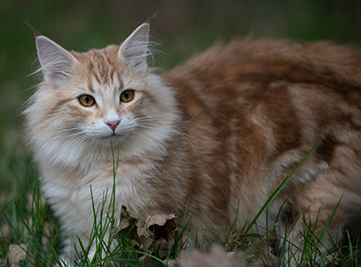Sigrid - 5 months old
