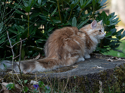 Sigrid - 5 months old