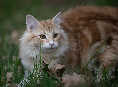 Sigrid - 5 months old