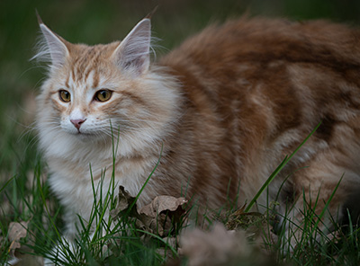 Sigrid - 5 months old