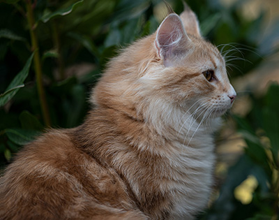 Sigrid - 5 months old