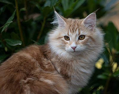 Sigrid - 5 months old