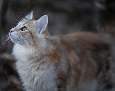 Sigrid - 5 months old