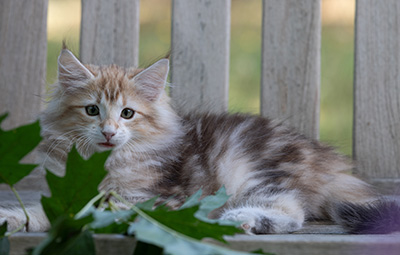 Ralf - 11 weeks old