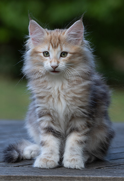 Ralf - 11 weeks old