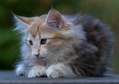 Ralf - 11 weeks old