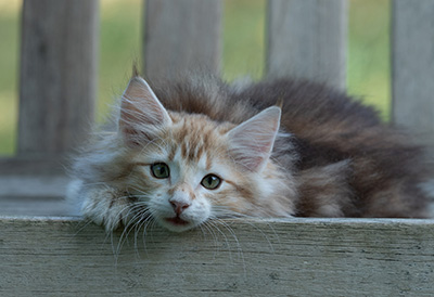 Ralf - 11 weeks old