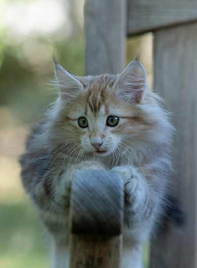 Ralf - 11 weeks old