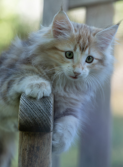 Ralf - 11 weeks old