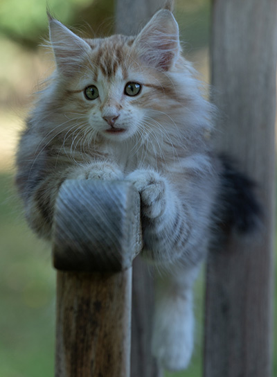 Ralf - 11 weeks old