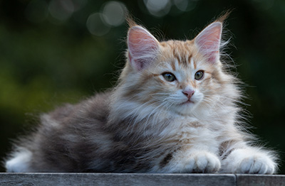 Rengar - 11 weeks old