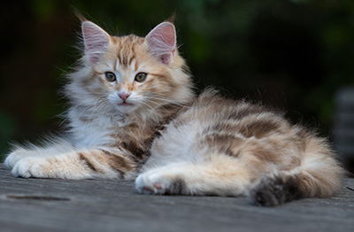 Rengar - 11 weeks old