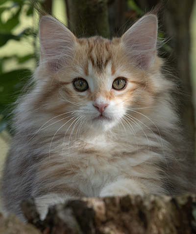Rengar - 11 weeks old
